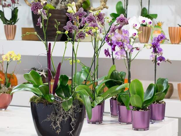 Секреты рассадки орхидей: Как одно растение превратить в 100!