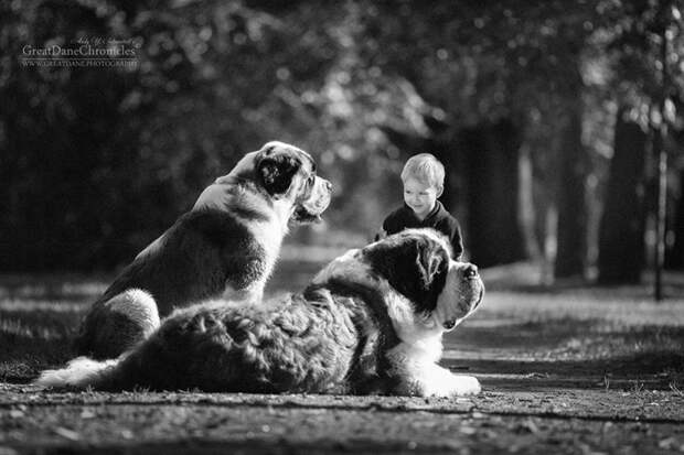 Маленькие детки и большие собаки. Фото: Andy Seliverstoff.