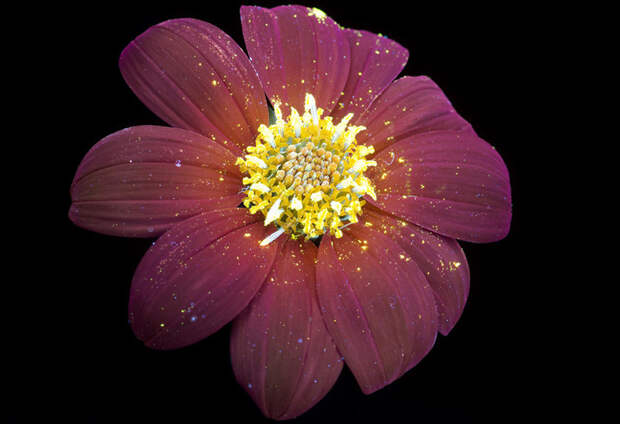 Ослепительные фотографии цветов, освещённых ультрафиолетом ультрафиолет, цветы