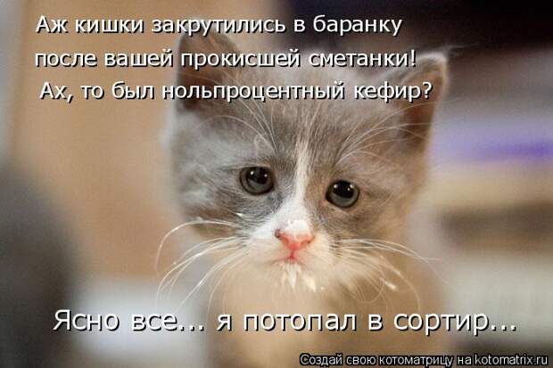 Котоматрица: Аж кишки закрутились в баранку Ясно все... я потопал в сортир... после вашей прокисшей сметанки! Ах, то был нольпроцентный кефир?