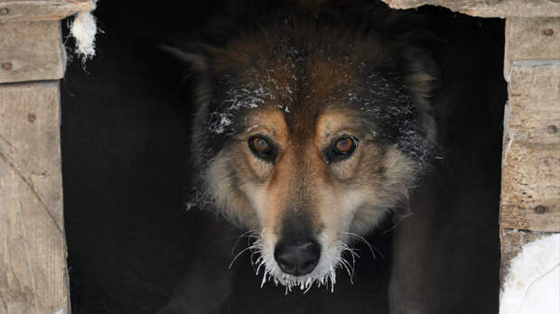 Бродячие собаки захватили города России: стаи держат в страхе целые районы