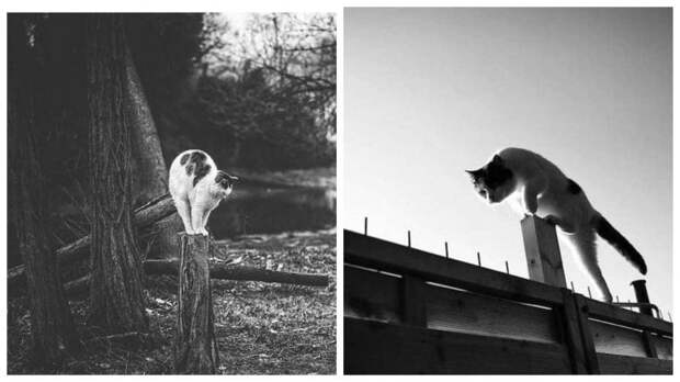 Фотография: Без кота и жизнь не та: уравновешенные коты-акробаты демонстрируют чудеса баланса №1 - BigPicture.ru