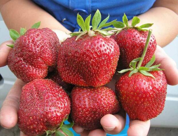 Органическое удобрение для подкормки клубники: ягода увеличится на глазах