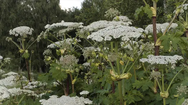 В Калининградской области могут ввести штрафы за борщевик на земельных участках