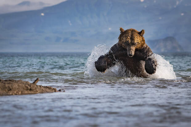 Лучшие кадры, которые прислали на фотоконкурс National Geographic Nature Photographer 2017