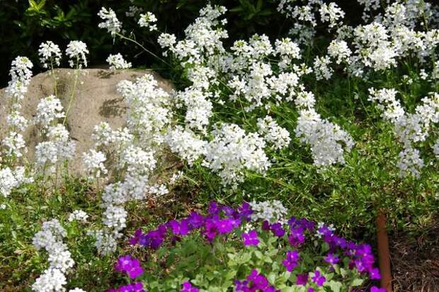 Крылотычиночник крупноцветковый (с белыми цветками), фото автора