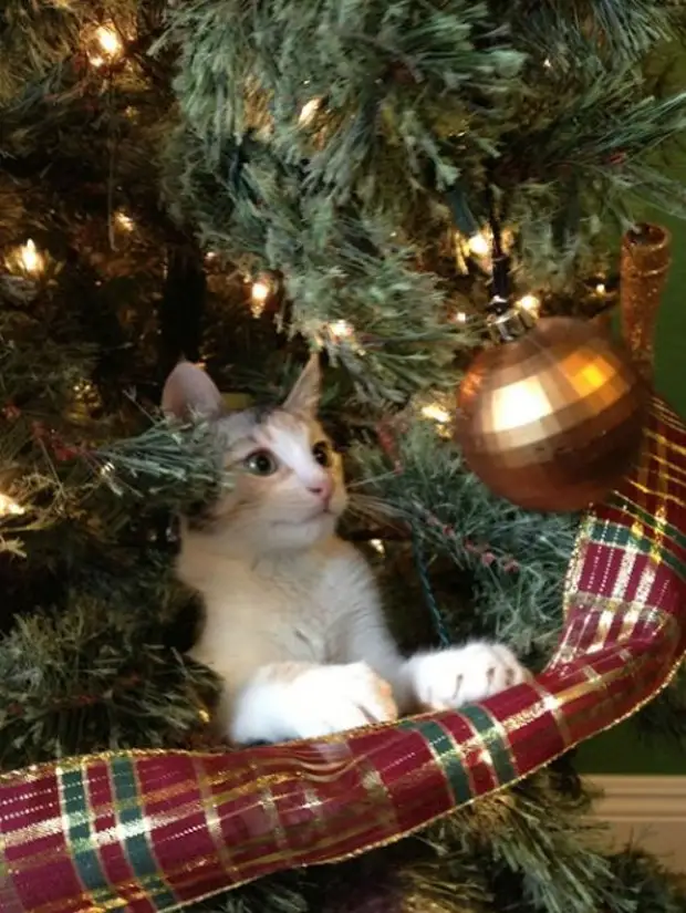 Сидит на елочке. Новогодний котик. Котёнок и ёлка. Кот и елка. Кошка и елка.