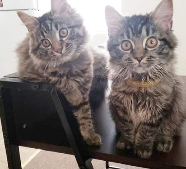 Коты на столе Коты сидят
