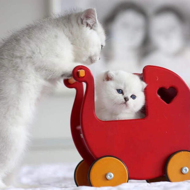 wrFZAbPkPLM (700x700, 275Kb)