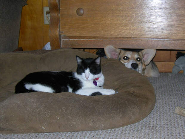cats-stealing-dog-beds-57-57e12cb92f743__700