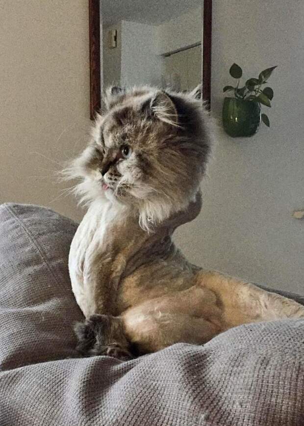 Котики с ошибкой в программе, которые забыли, как должны себя вести