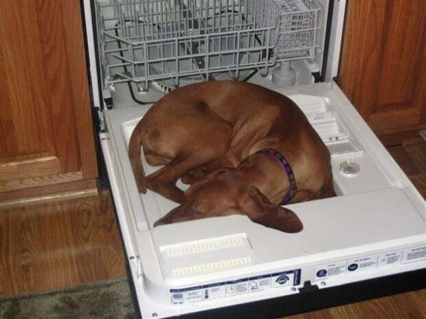 Забавные собаки, которые могут уснуть как и где угодно животные, смешное, собаки