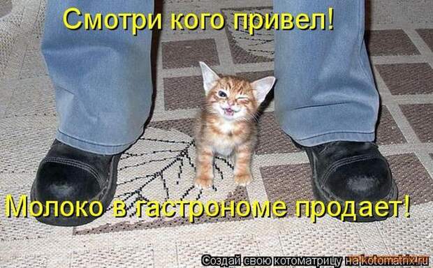Уфф!!! Ну наконец-то! Котоматрицы великолепные, каждая с улыбкой и хорошим настроением!