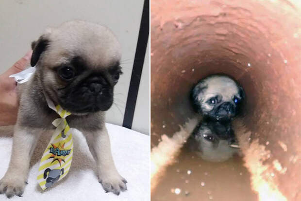 The pug puppy that was stuck in a pipe in Brazil