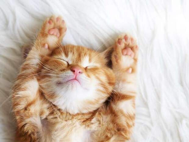 catsleep2-610x460