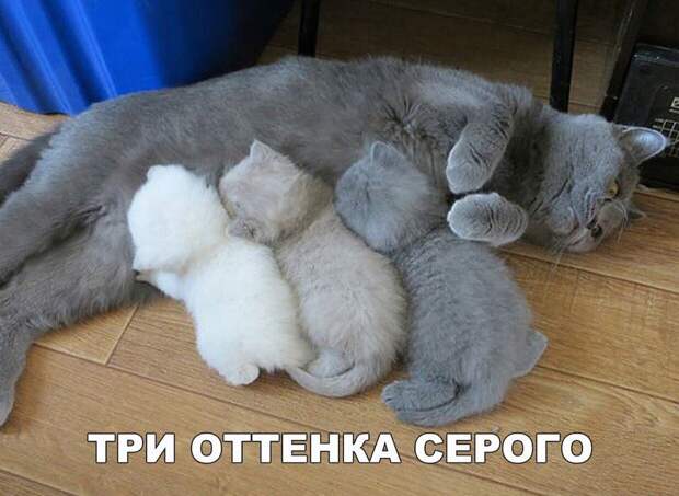 Прикольные и веселые картинки с надписями со смыслом (11 фото) Прикольные и веселые картинки с надписями со смыслом (11 фото)