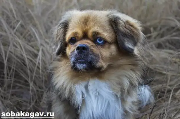 Тибетский спаниель собака. Описание, особенности, уход и цена породы