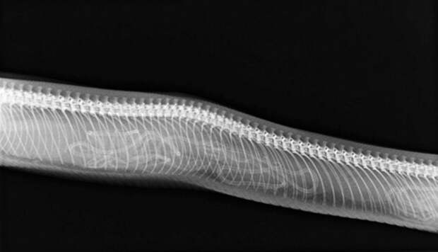 Змея беременность, беременность животных, детеныши животных, животные, рентген, рентген животных, рентгеновские снимки, рентгеновский снимок