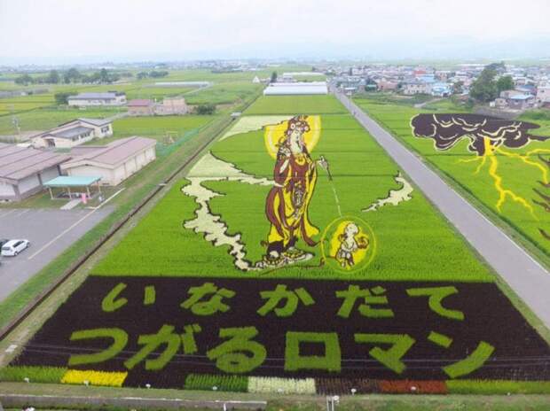 Рисовые поля в Японии выглядят вполне обычно. Но вот что будет, когда рис взрастет