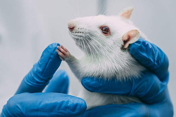Baza: в России падают закупки лабораторных животных