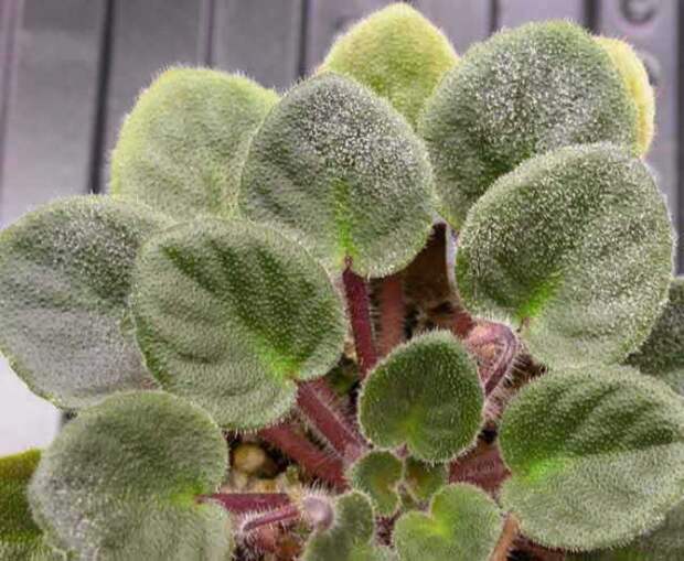Фиалка, как и другие комнатные растения, может заболеть мучнистой росой