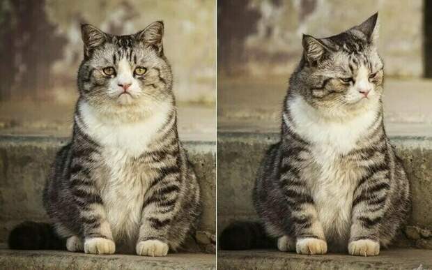 Блог - 14 смешных фото котов, которые обиделись на своих хозяев 14 смешных фото котов, которые обиделись на своих хозяев