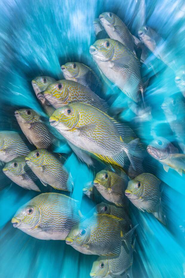 17 фотографий победителей фотоконкурса Underwater Photographer of the Year