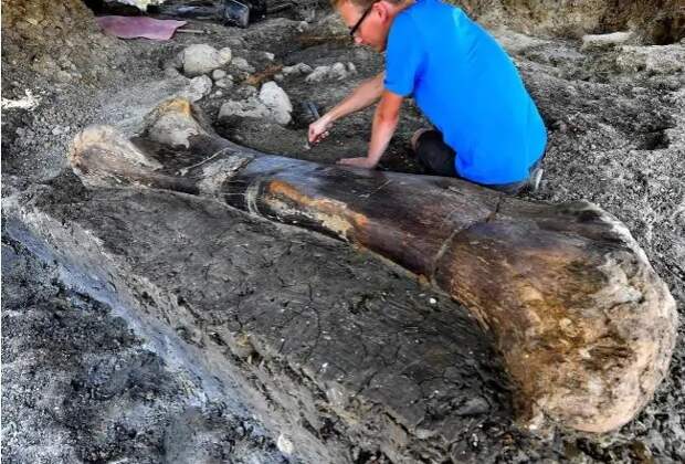 Во Франции археологи нашли кость динозавра весом 500 кг Зауроподы, Динозавры, Кости, Находка, Франция, Палеонтология, Ископаемые