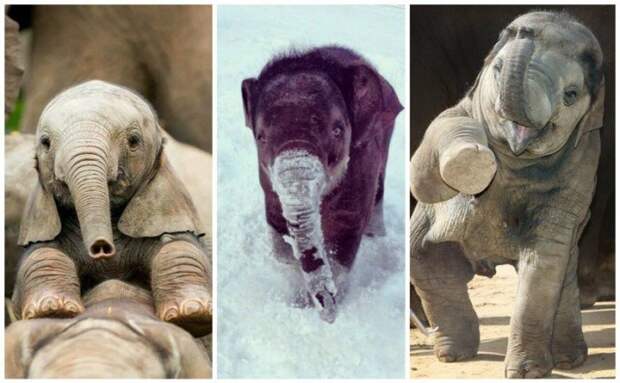 Слон — очень аккуратный зверь, ты слухам про него не верь