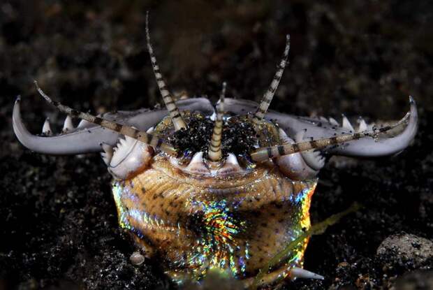 Трехметровый червь - жуткий подводный хищник