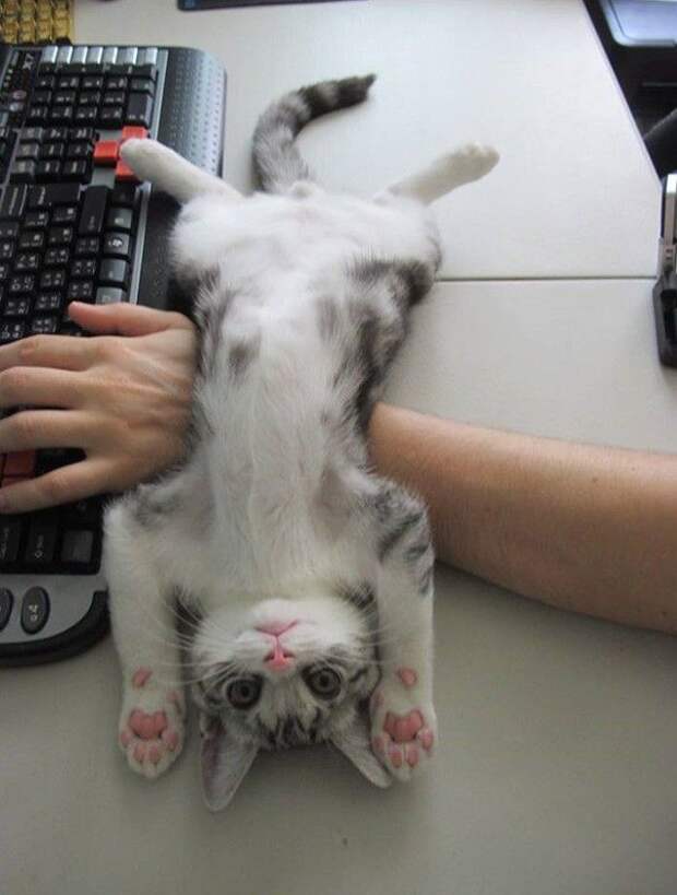 Коты, которые и не подозревают, что у вас есть личное пространство (15 фото) Коты, которые и не подозревают, что у вас есть личное пространство (15 фото)