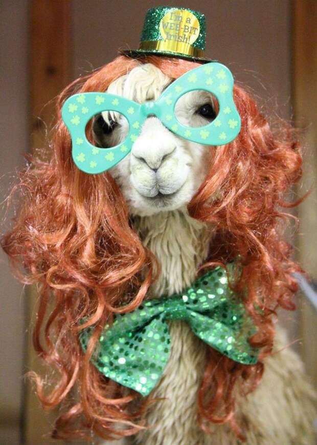 alpaka