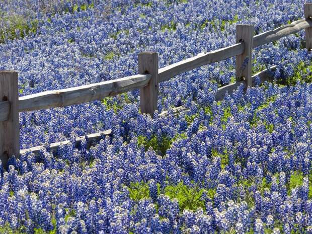 15 фантастически прекрасных цветущих полей со всех уголков мира