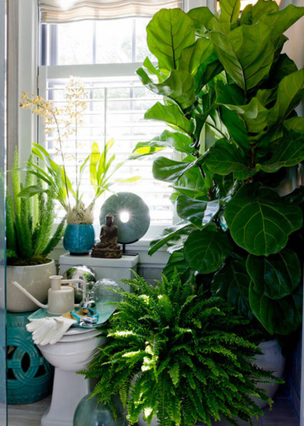 Солнцелюбивые комнатные растения для южных окон с фото