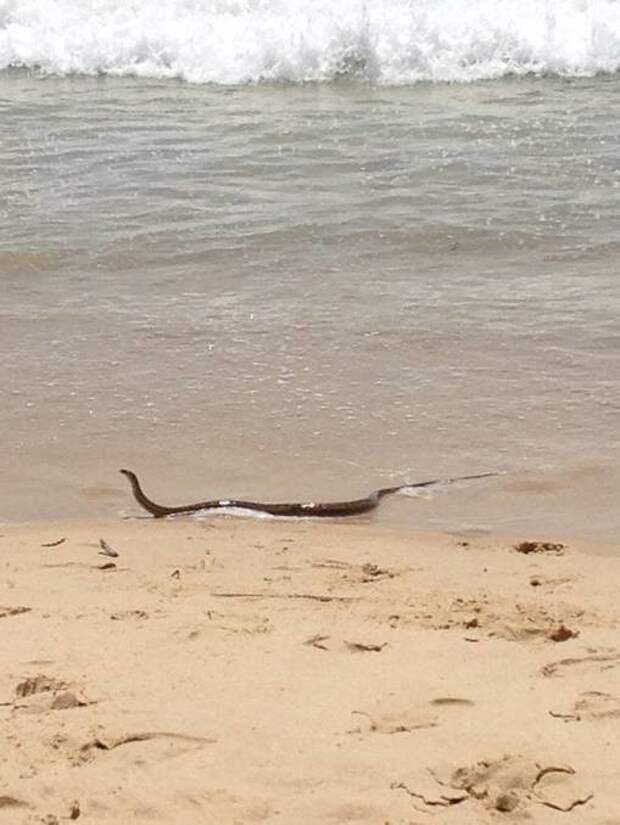 Пляжный отдых тоже по душе австралия, змея