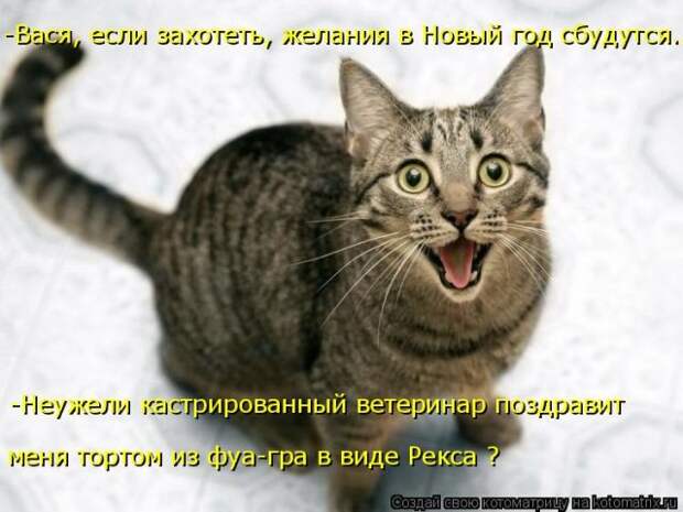 Лучшие котоматрицы недели (51 фото)
