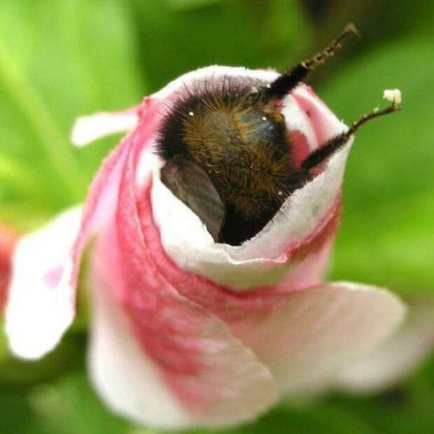 tired-bumblebees2.jpg