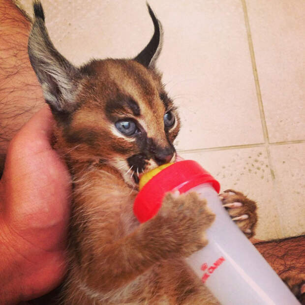 Baby Caracals