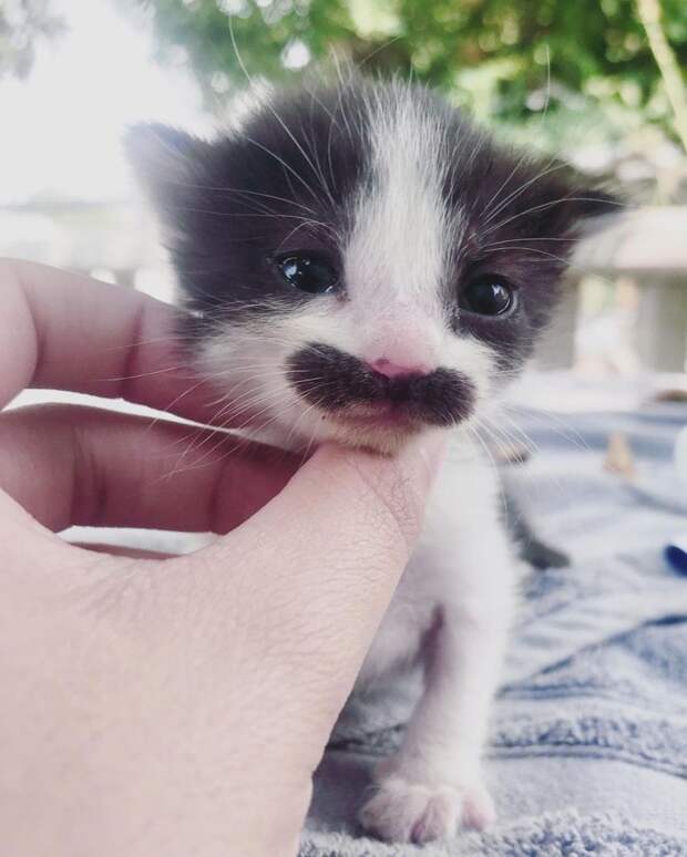 Кошка с усами как у Супер Марио стала новой звездой Instagram (ФОТО) Кошка с усами как у Супер Марио стала новой звездой Instagram (ФОТО)