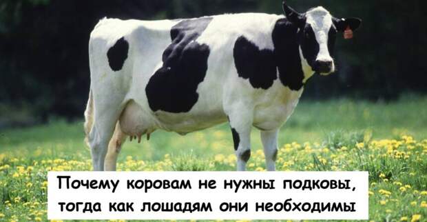 Почему коровам не нужны подковы, тогда как лошадям они необходимы
