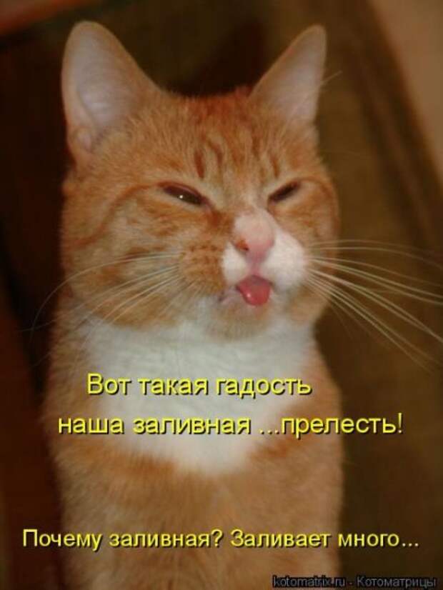 Лучшие котоматрицы недели (50 фото)