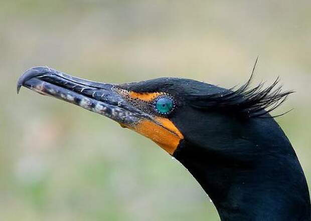 Веслоногие птицы: характеристика, питание, среда обитания