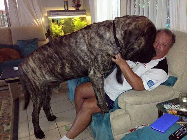 Самая крупная собачка Австралии не осознает свой вес и обрушивает на хозяина все 113 кг своей любви максипес, мастиф, мастифф, огромная собака, собаченька мастиф