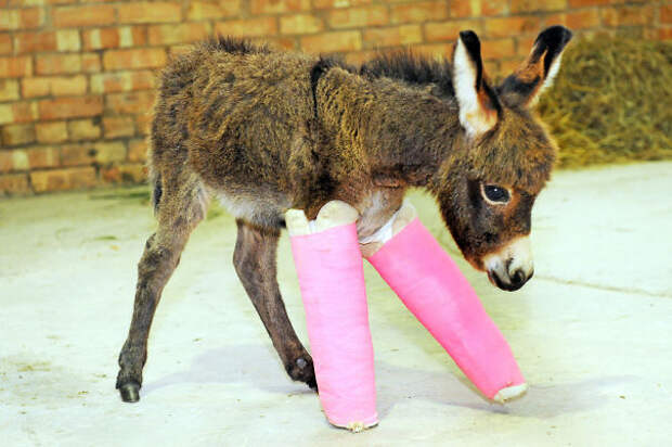 animals-in-tiny-casts-19-580093cdd2411__605