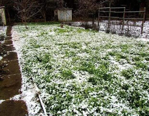Сидераты осеннего посева можно даже не заделывать в почву. Фото с сайта maja-dacha.ru