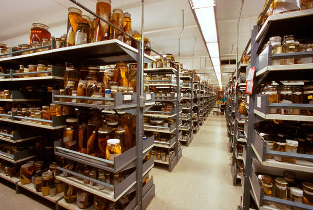 Масштабы, потрясающие воображение: тайные коллекции музея естественной истории