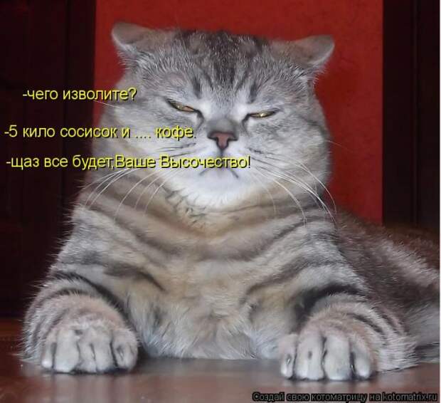 Лучшие котоматрицы недели (50 фото)