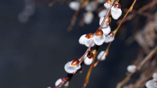 Дождь или солнце? Синоптик Позднякова рассказала, какой будет погода на Вербное воскресенье