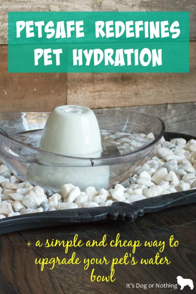 With far too many pets suffering from dehydration, especially during the summer months, we wanted to bring attention to National Pet Hydration Month. With the help of our pals over at PetSafe we were able to transform our mucky water bowl area to a beautiful home accent that even I want to drink out of!