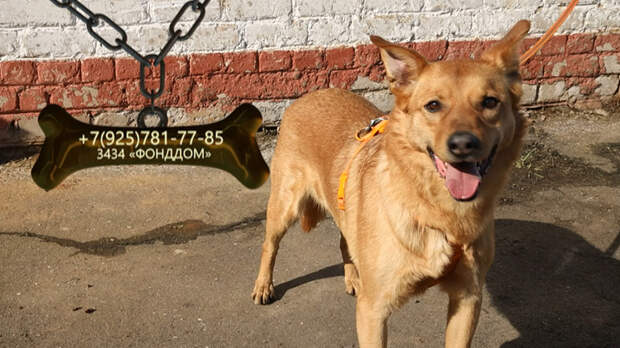 Обаятельный Митя